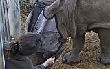 Netta Guetta fits Tenda the rhino with her specially tailored face mask. (photo credit: Tibor Yager/Ramat Gan Safari)