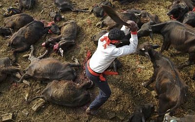 In this photo, butchers conduct the mass sacrifice killing of buffalos during the Gadhimai Festival in Bara, Nepal on Friday, November 28, 2014. (Photo credit: Kuni Takahashi/AP Images for Humane Society International)