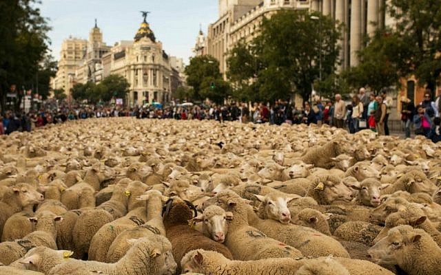 Shepherds lead their sheep through the center of Madrid, Spain, on Sunday, November 2, 2014. (photo credit: AP/Andres Kudacki) Shepherds lead their sheep through the center of Madrid, Spain, on Sunday, November 2, 2014. (photo credit: AP/Andres Kudacki)