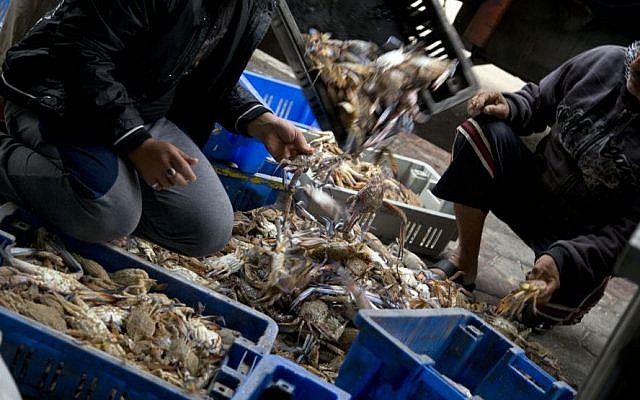 Palestinian workers prepare fish for export to the West Bank in their shop in Gaza City, Monday, Nov. 10, 2014. (Photo credit: AP/Khalil Hamra) Palestinian workers prepare fish for export to the West Bank in their shop in Gaza City, Monday, Nov. 10, 2014. (Photo credit: AP/Khalil Hamra)
