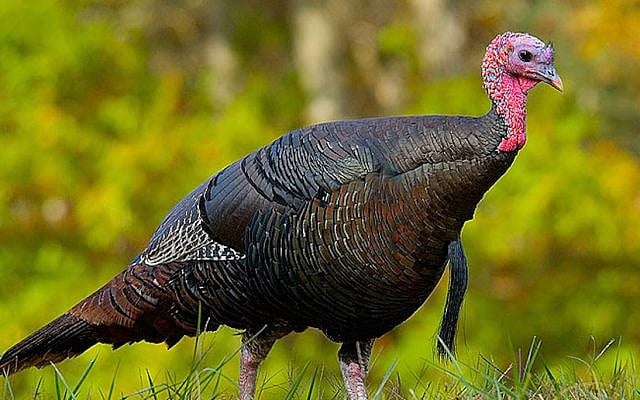 Eastern US wild turkey (Photo credit: Dimus/Wikimedia)