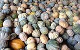 Every kind of gourd at Moshe Tellem's Rishpon farm (photo credit: Jessica Steinberg/Times of Israel)