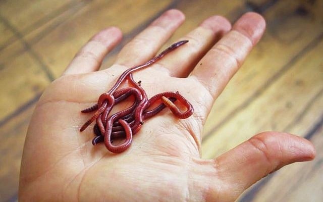 Agrolan's red worms (Photo credit: Courtesy) Agrolan's red worms (Photo credit: Courtesy)