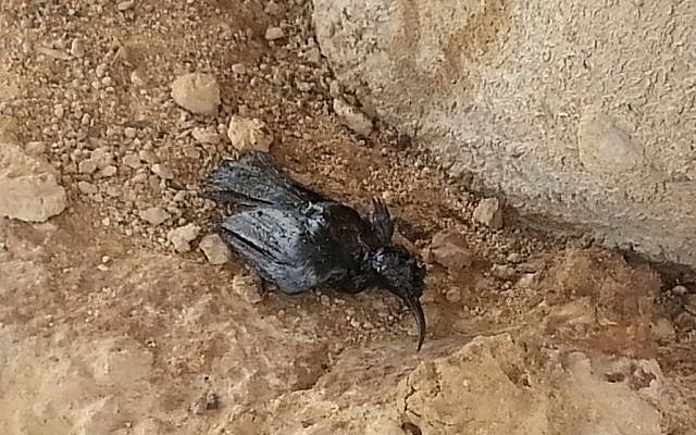 A bird killed by an oil spill in the Arava area of southern Israel on December 10, 2014. (Shahar Ischarov/Environmental Protection Ministry) A bird killed by an oil spill in the Arava area of southern Israel on December 10, 2014. (Shahar Ischarov/Environmental Protection Ministry)