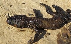 A lizard covered in oil on December 16, 2014, three weeks after the huge oil spill in the Arava desert of southern Israel (photo credit: Roy Talbi/Israeli Environmental Protection Ministry)