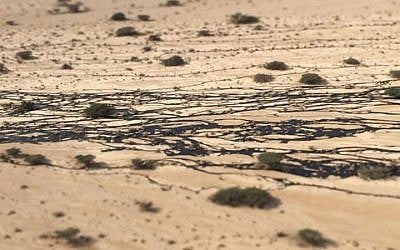 Oil seeps between desert bushes in the Evrona nature reserve, December 7, 2014. (Facebook / Tamar Zandenburg)