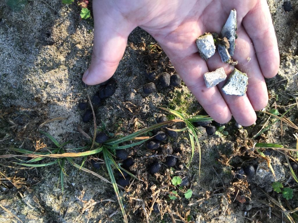 Each Spring for decades, hundreds of bone fragments from the mass graves rise to the surface following the thaw. (photo credit: Lena Klaudel) Each Spring for decades, hundreds of bone fragments from the mass graves rise to the surface following the thaw. (photo credit: Lena Klaudel)