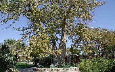 Baobab trees at Ein Gedi Botanical Gardens (photo credit: Shmuel Bar-Am)