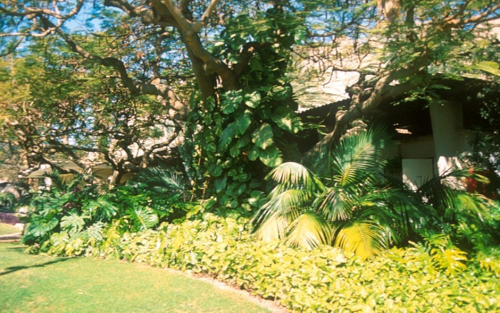 Ein Gedi Botanical Gardens (photo credit: Shmuel Bar-Am)