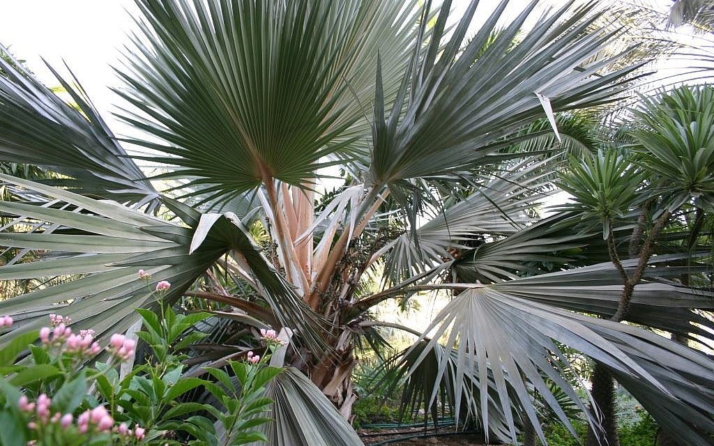 Ein Gedi Botanical Gardens (photo credit: Shmuel Bar-Am)