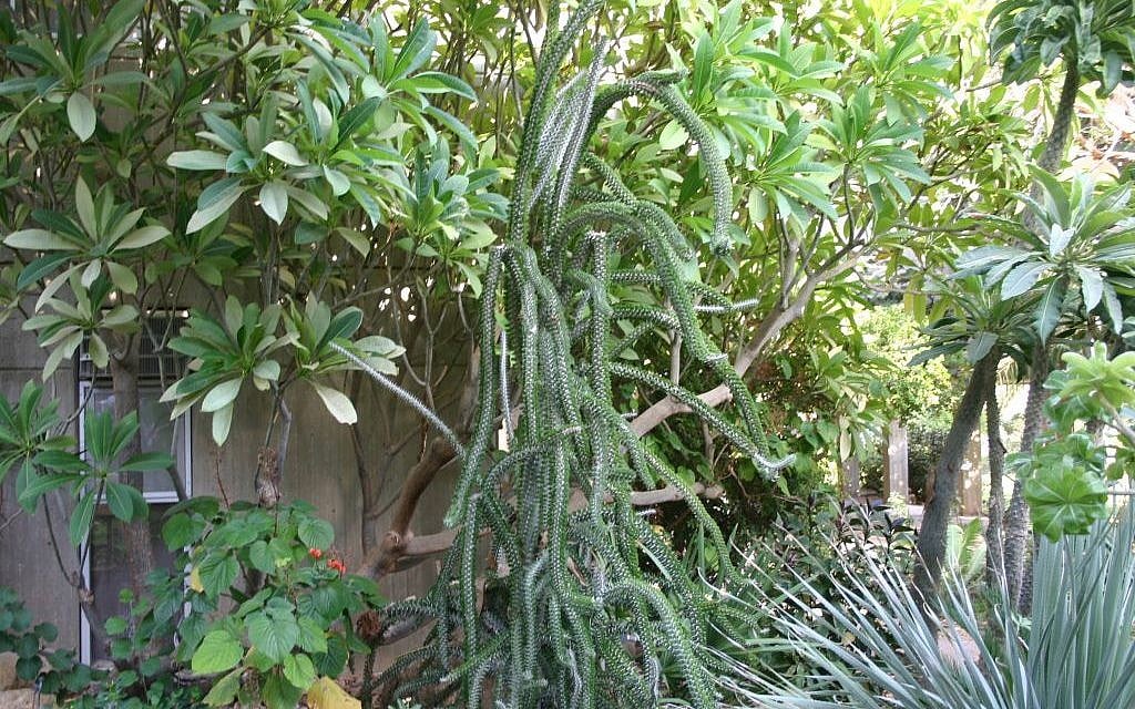 Ein Gedi Botanical Gardens (photo credit: Shmuel Bar-Am)