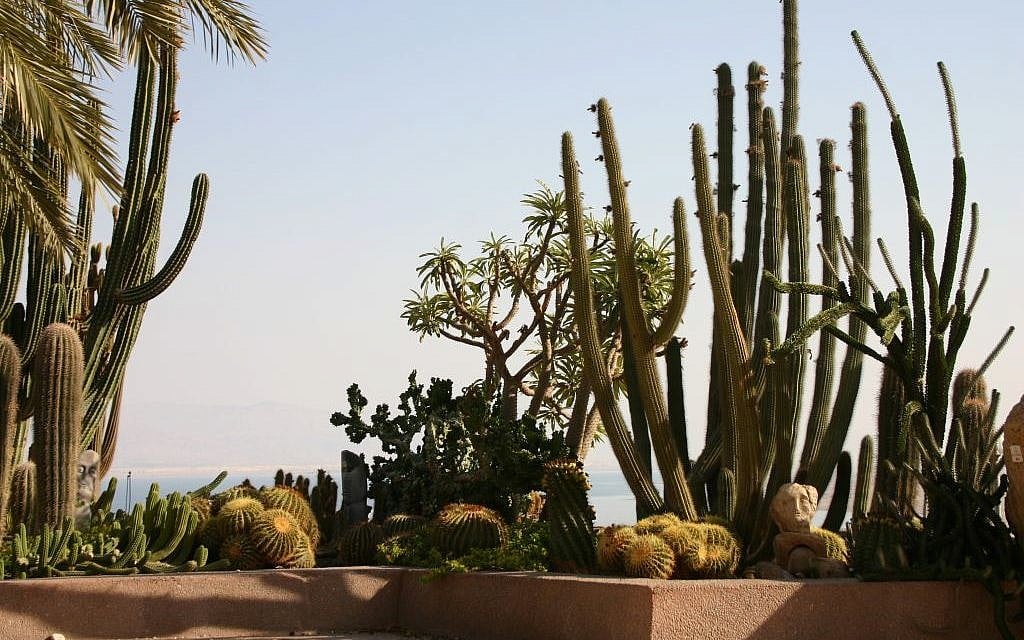 Cactuses at Ein Gedi Botanical Gardens (photo credit: Shmuel Bar-Am)