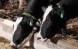 Cows outfitted with SCR tags (Photo credit: Courtesy)