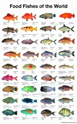 Infographic fish artwork at the Gefilterama (Courtesy Roni Levit)