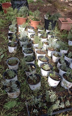 Silver cypress seedlings, part of KKL's efforts to try exporting their Christmas trees (photo credit: Jessica Steinberg/Times of Israel) Silver cypress seedlings, part of KKL's efforts to try exporting their Christmas trees (photo credit: Jessica Steinberg/Times of Israel)