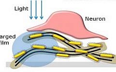 Rendering of how the  light-sensitive film system works in the eye (Credit: Courtesy)