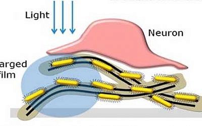Rendering of how the  light-sensitive film system works in the eye (Credit: Courtesy)