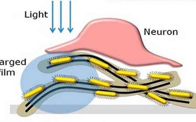 Rendering of how the light-sensitive film system works in the eye (Credit: Courtesy) Rendering of how the light-sensitive film system works in the eye (Credit: Courtesy)