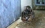 One of the Sumatran tiger cubs that was born in the Jerusalem Biblical Zoo. (photo credit: Courtesy Jerusalem Biblical Zoo)