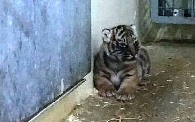 One of the Sumatran tiger cubs that was born in the Jerusalem Biblical Zoo. (photo credit: Courtesy Jerusalem Biblical Zoo)