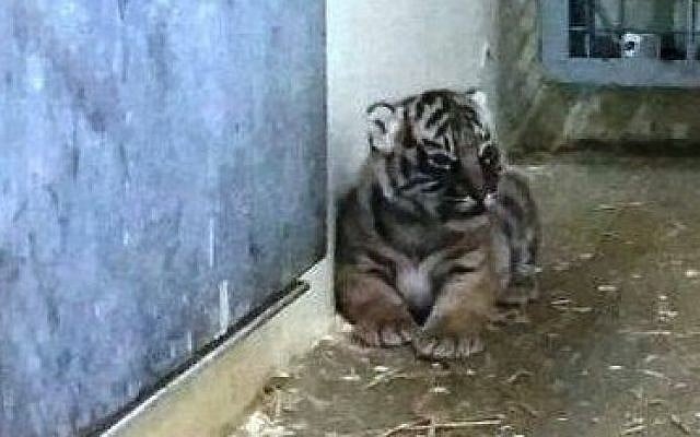 One of the Sumatran tiger cubs that was born in the Jerusalem Biblical Zoo. (photo credit: Courtesy Jerusalem Biblical Zoo) One of the Sumatran tiger cubs that was born in the Jerusalem Biblical Zoo. (photo credit: Courtesy Jerusalem Biblical Zoo)