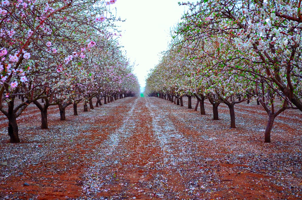 Almond trees in bloom on Mount Tavor (photo credit: Yossi Berger)