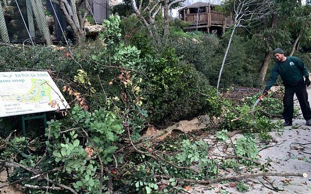 Jerusalem Biblical Zoo worker cuts down tree branches ahead of snowstorm, January 5, 2015. (photo credit: Renee Ghert-Zand/Times of Israel)