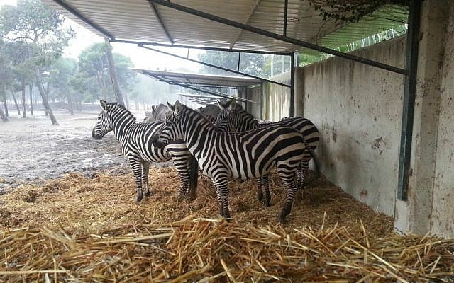 Zebras seek shelter from a winter storm in Ramat Gan's wildlife safari, January 7, 2015. (Eran Habani)