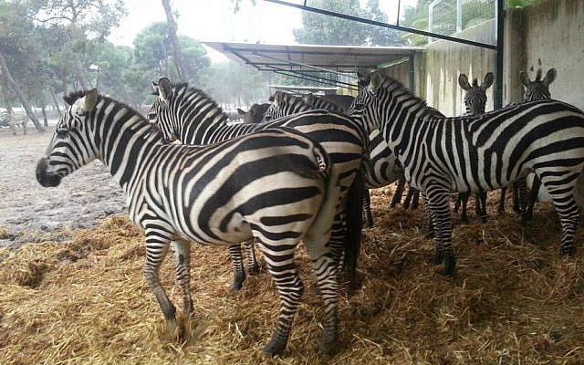 Zebras seek shelter from a winter storm in Ramat Gan's wildlife safari, January 7, 2015. (Eran Habani)