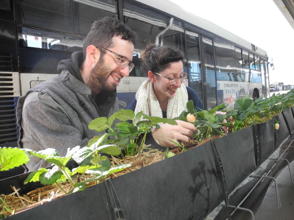 Yoav Shafranek and Avigail Roubini examine the strawberries growing on the 7th floor of the Central Bus Station in Tel Aviv. (photo credit: Melanie Lidman/Times of Israel)