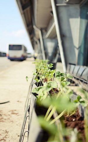 The urban agriculture experiment on the 7th floor of the bus station. Not for consumption. (photo courtesy: Urban Farming Roof Lab: RuachShtut with Onya Collective)