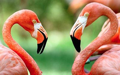 Two flamingos were killed by a falling branch at the Jerusalem Biblical Zoo during the December 2013 snowstorm. (photo credit: Abir Sultan/Flash90)