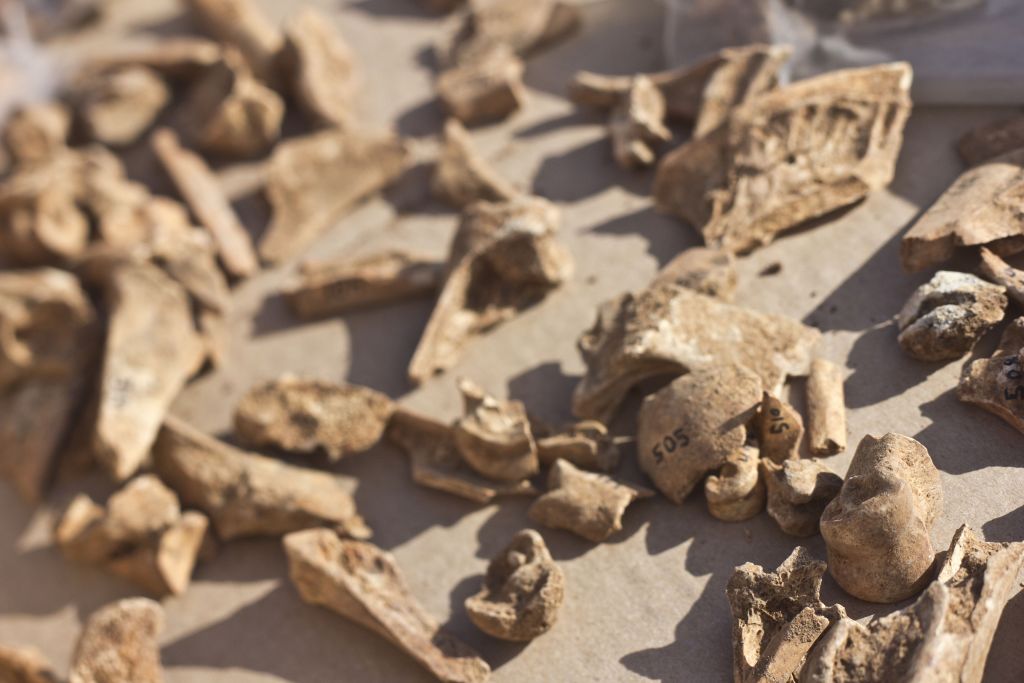 Bone fragments belonging to an assortment of Paleolithic ungulates found in Manot Cave (photo credit: Judah Ari Gross/Times of Israel staff) Bone fragments belonging to an assortment of Paleolithic ungulates found in Manot Cave (photo credit: Judah Ari Gross/Times of Israel staff)