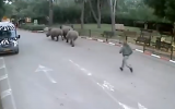 The rhinos on the run from Ramat Gan safari on January 1, 2015, with a keeper in hot pursuit (screen capture: Channel 2)
