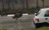 A runaway emu on the roads of Herzliya, January 4, 2014 (Ynet screenshot)