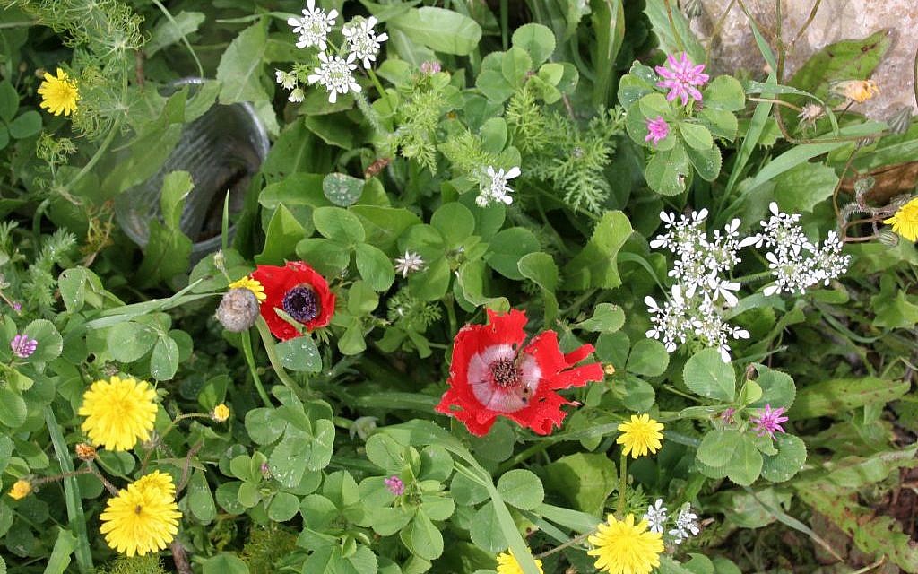 The flowers of the Gilboa (photo credit: Shmuel Bar-Am)
