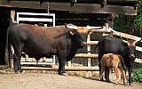 Heck cows, illustrative (Photo credit: CC-BY-SA 4028mdk09/ Wikimedia)