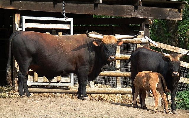 Heck cows, illustrative (Photo credit: CC-BY-SA 4028mdk09/ Wikimedia)