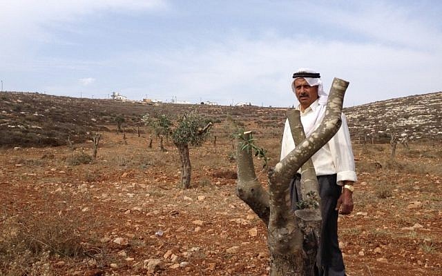 File photo: Vandalized olive trees with the outpost of Adei Ad in the background, January 2012. (Mitch Ginsburg/Times of Israel) File photo: Vandalized olive trees with the outpost of Adei Ad in the background, January 2012. (Mitch Ginsburg/Times of Israel)