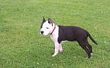 An illustrative photo of an American Staffordshire Terrier. (screen capture: YouTube)