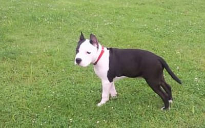 An illustrative photo of an American Staffordshire Terrier. (screen capture: YouTube)