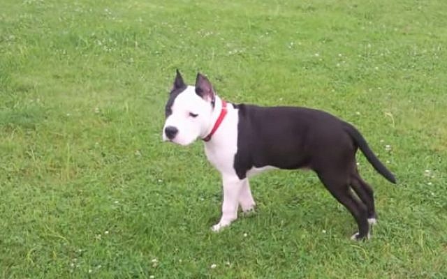An illustrative photo of an American Staffordshire Terrier. (screen capture: YouTube) An illustrative photo of an American Staffordshire Terrier. (screen capture: YouTube)