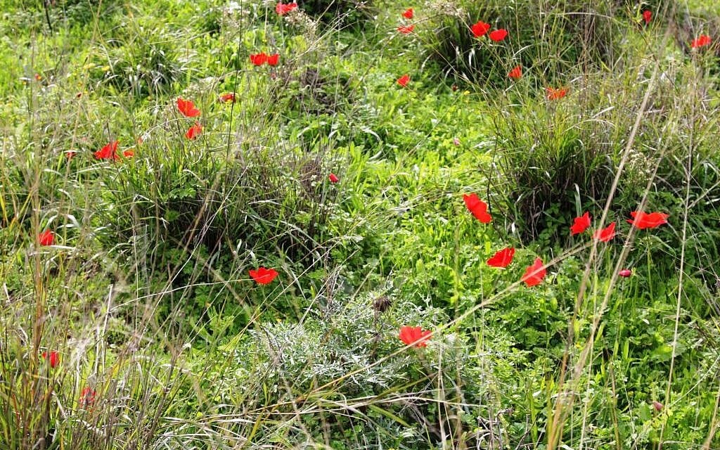 Anemones at Tel Beit Shemesh (photo credit: Shmuel Bar-Am)