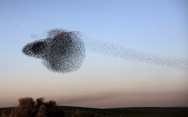 A flock of starlings near the southern Arab Israeli city of Rahat, in the northern Israeli Negev desert, on February 2, 2015 (photo credit: AFP/MENAHEM KAHANA)