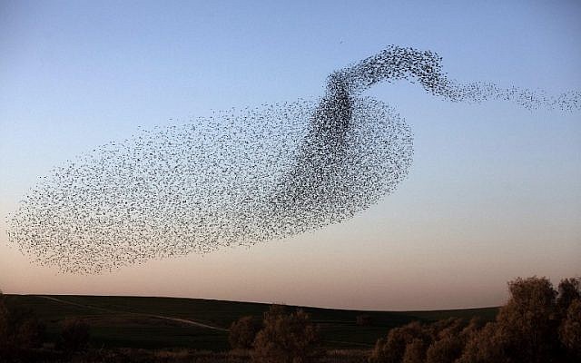 A flock of starlings near the southern Arab Israeli city of Rahat, in the northern Israeli Negev desert, on February 2, 2015 (photo credit: AFP/MENAHEM KAHANA)