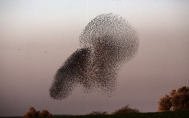 A flock of starlings near the southern Arab Israeli city of Rahat, in the northern Israeli Negev desert, on February 2, 2015 (photo credit: AFP/MENAHEM KAHANA)
