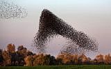 A flock of starlings near the southern Arab Israeli city of Rahat, in the northern Israeli Negev desert, on February 2, 2015. (photo credit: AFP PHOTO / MENAHEM KAHANA)