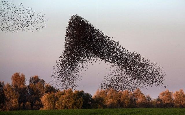 A flock of starlings near the southern Arab Israeli city of Rahat, in the northern Israeli Negev desert, on February 2, 2015 (photo credit: AFP/MENAHEM KAHANA)