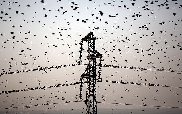 A flock of starlings near the southern Arab Israeli city of Rahat, in the northern Israeli Negev desert, on February 2, 2015 (photo credit: AFP/MENAHEM KAHANA)