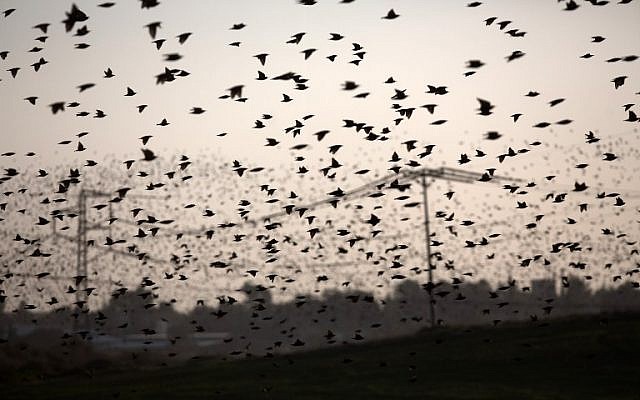 A flock of starlings near the southern Arab Israeli city of Rahat, in the northern Israeli Negev desert, on February 2, 2015 (photo credit: AFP/MENAHEM KAHANA)